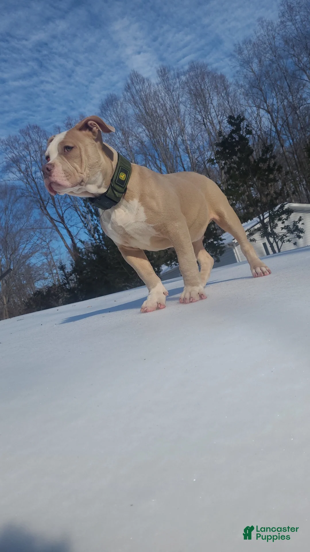 American Bully dogs for sale: 5 Month Old ABKC American Bully – GrCh Bloodline – Thick & Compact - Ad 2