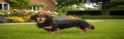 Miniature Dachshund dogs for sale: Ryan - Mini - Ad 4