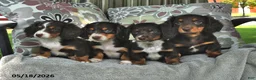 Miniature Dachshund dogs for sale: Lolly - Ad 3