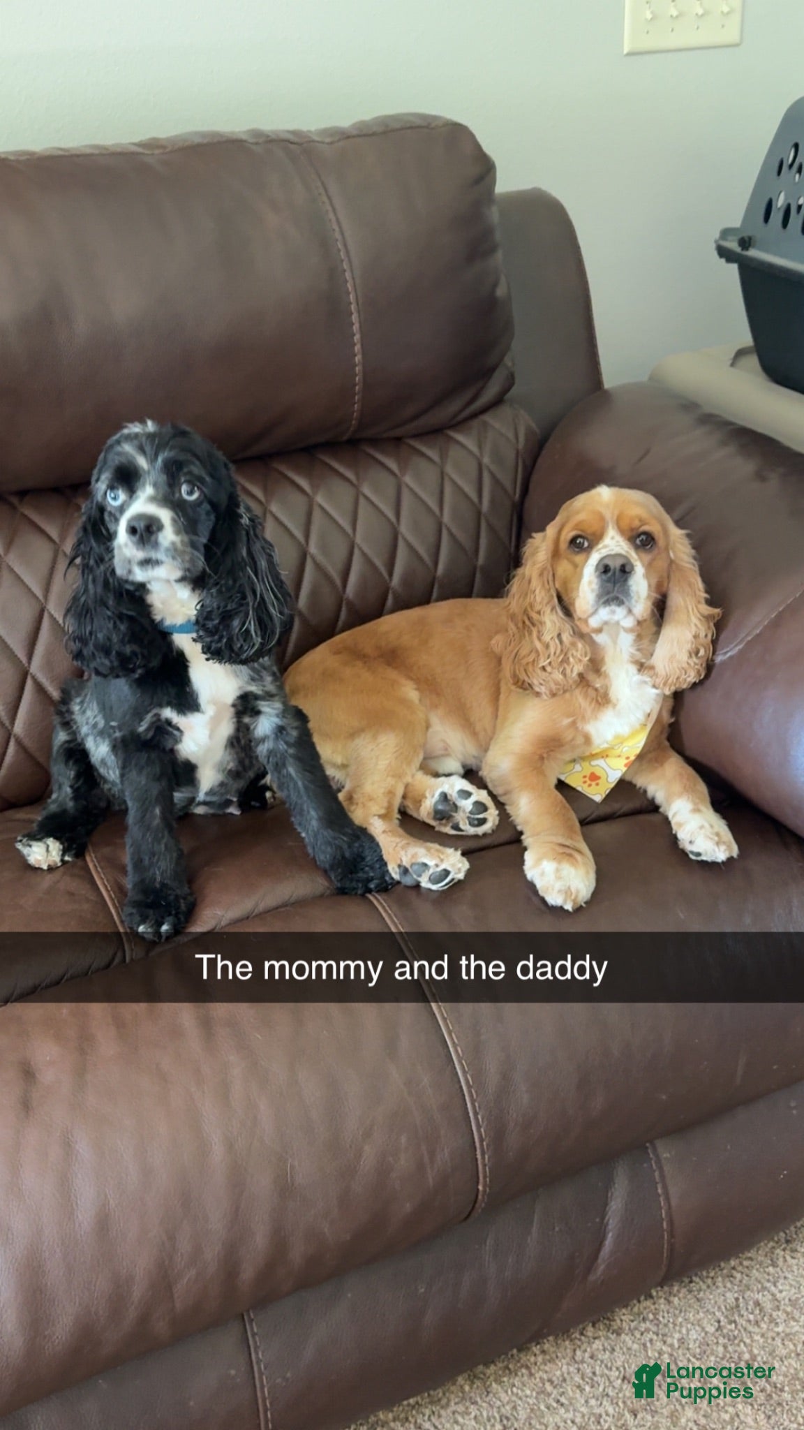 Cocker Spaniel dogs Cocker Spaniel 4- black with white on nose - Ad 2