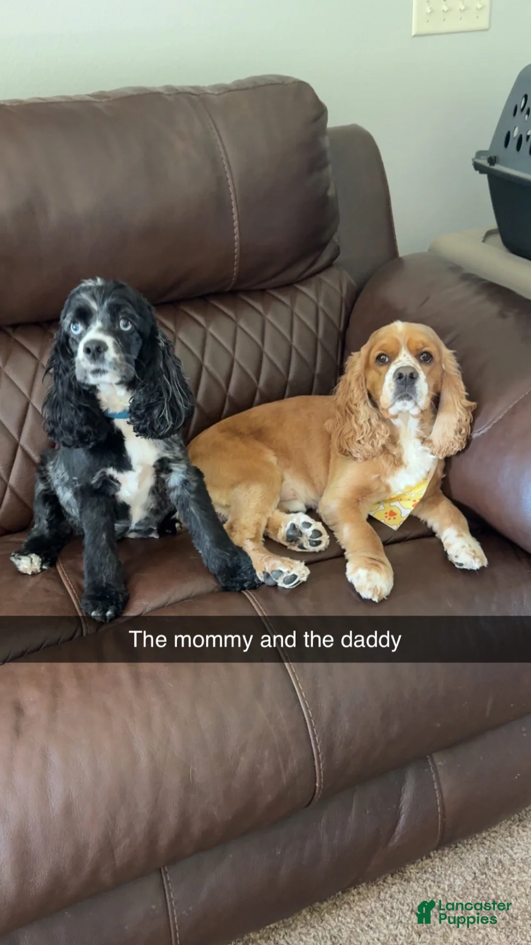 Cocker Spaniel dogs for sale: Cocker Spaniel 4- black with white on nose - Ad 2