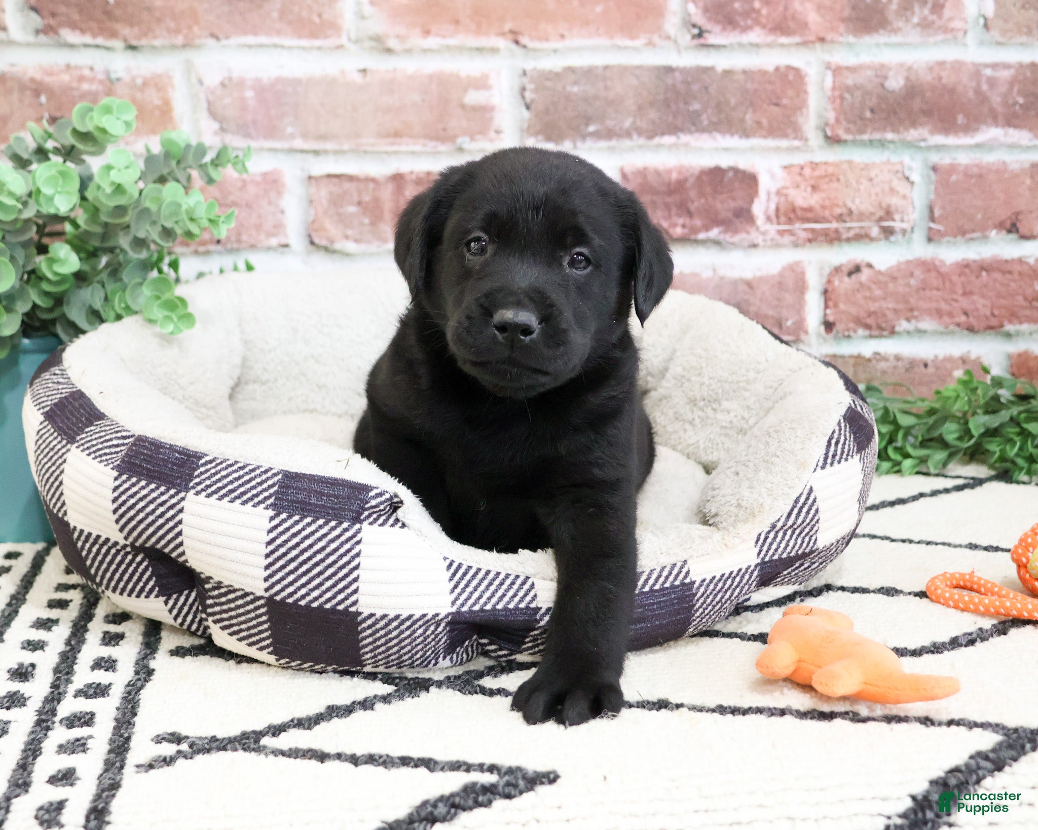 Labrador Retriever dogs Hulk  - Ad 40