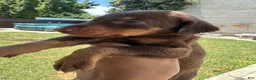 Doberman Pinscher dogs for sale: Doberman Pinscher 1 - Ad 3