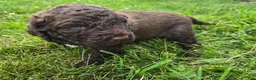 Newfypoo dogs for sale: Dr. Pepper - Ad 4