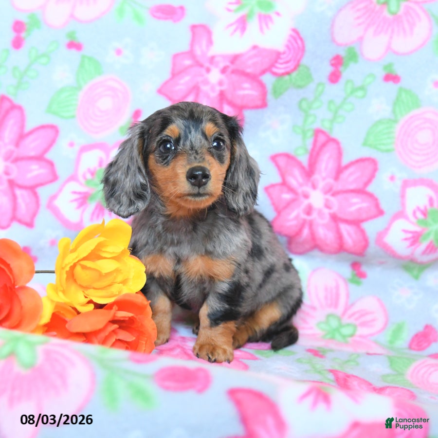 Dachshund dogs Crissa - Ad 2