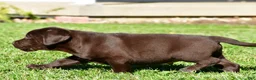 Labrador Retriever dogs for sale: Charles - Ad 11