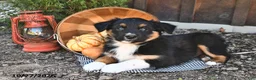 Australian Shepherd dogs for sale: Arney  - Ad 4