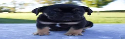 Beabull dogs for sale: Aurora - Ad 1