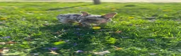 French Bulldog dogs for sale: French Bulldog Puppy 3 - Ad 5