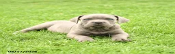 Cane Corso dogs for sale: Sterling - Ad 4