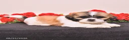 Shih Tzu dogs for sale: Kong - Ad 4