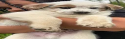 Mixed Breed dogs for sale: Joey - Ad 2