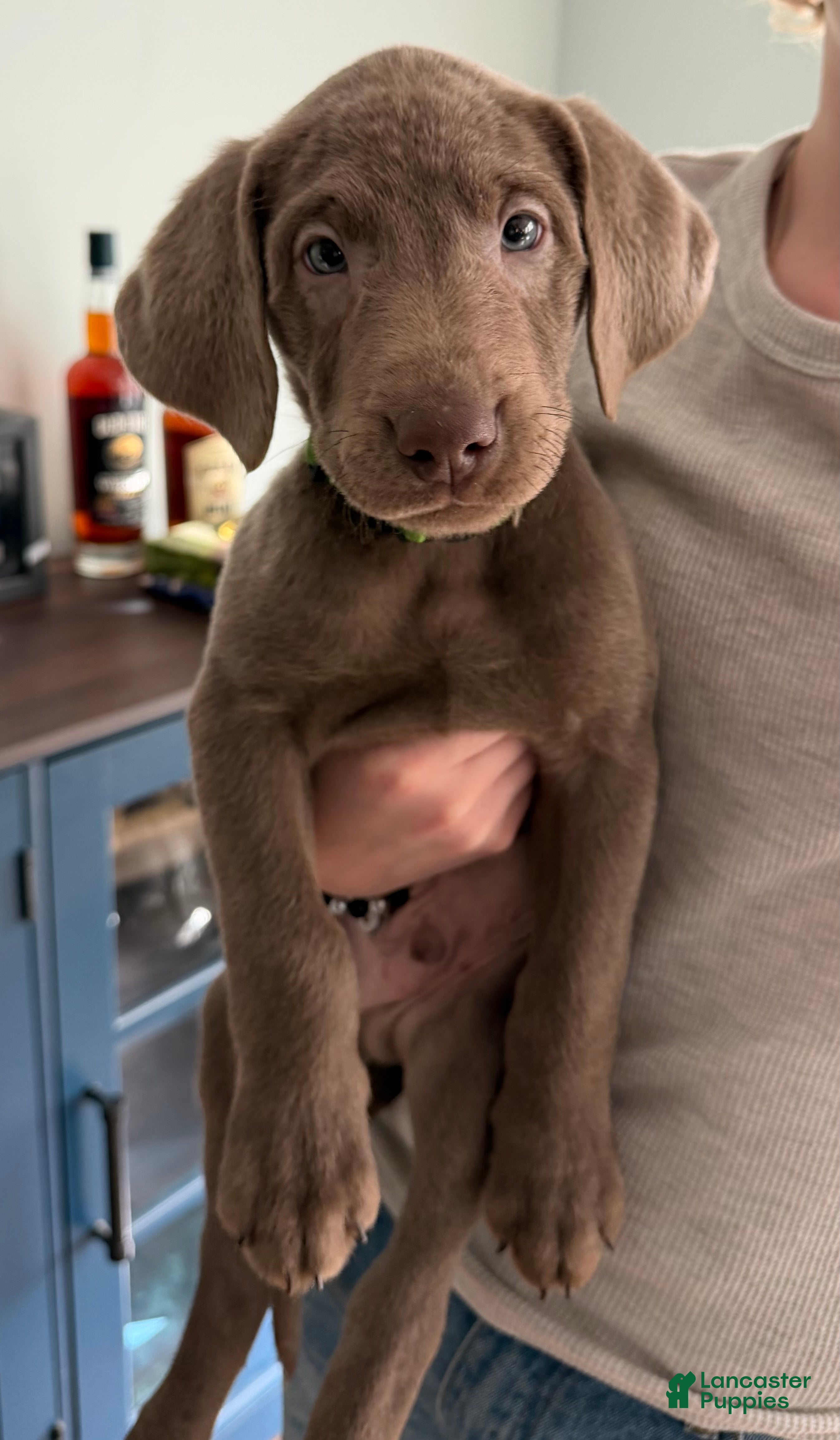 Labrador Retriever dogs for sale: Buddy - Ad 2