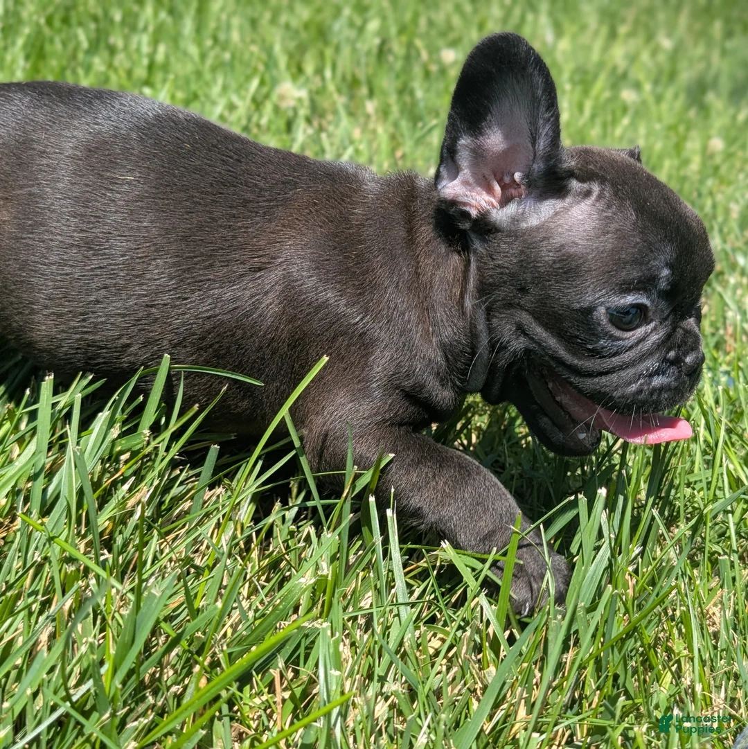 French Bulldog dogs for sale: French Toast - Ad 1