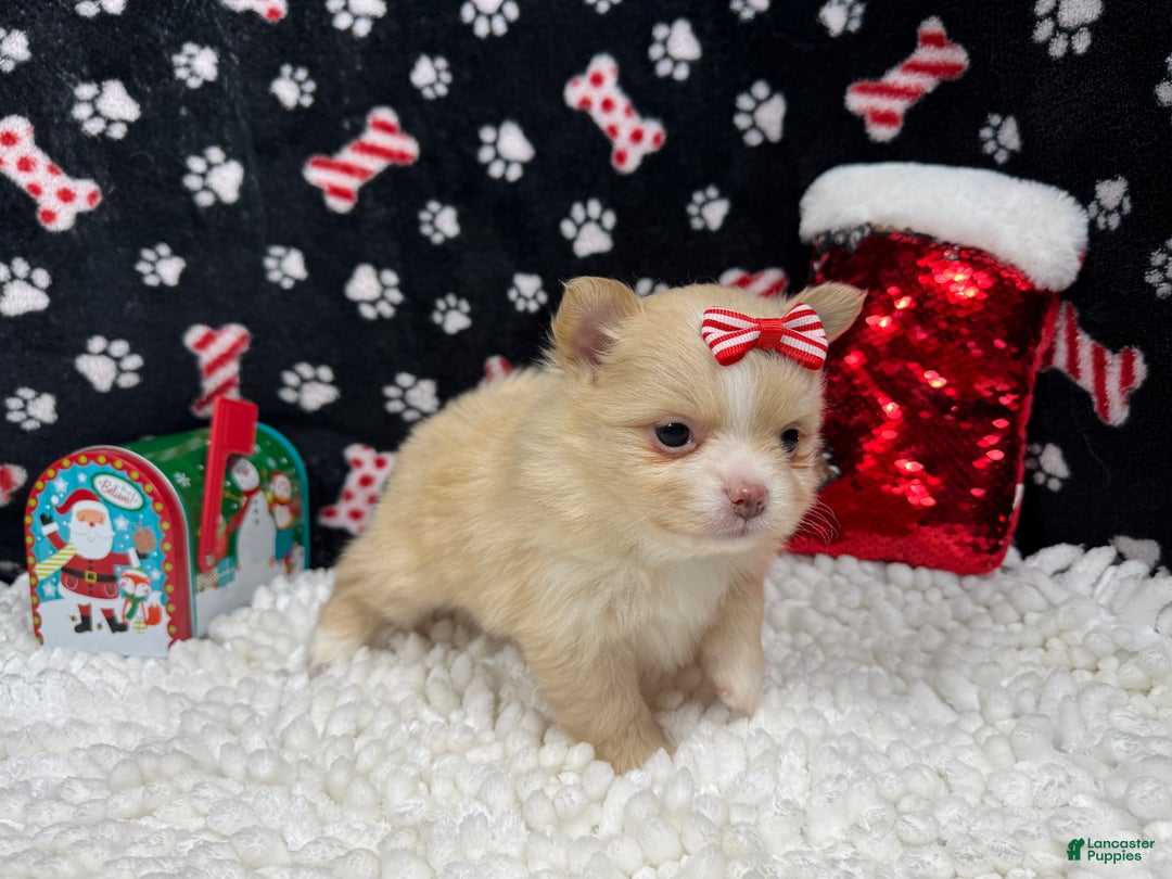 Pomeranian dogs for sale: Pomeranian Puppy 5 - Ad 3