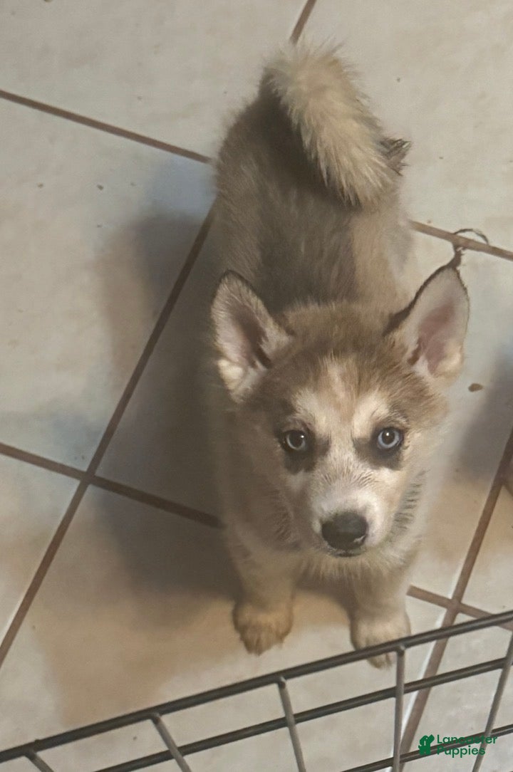 Alaskan Husky dogs Lilo the Alaskan Husky Puppy  - Ad 1