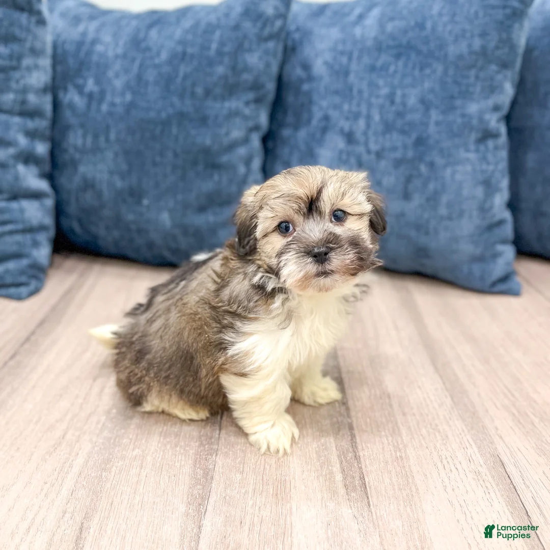 Havanese dogs for sale: Axel - Ad 7