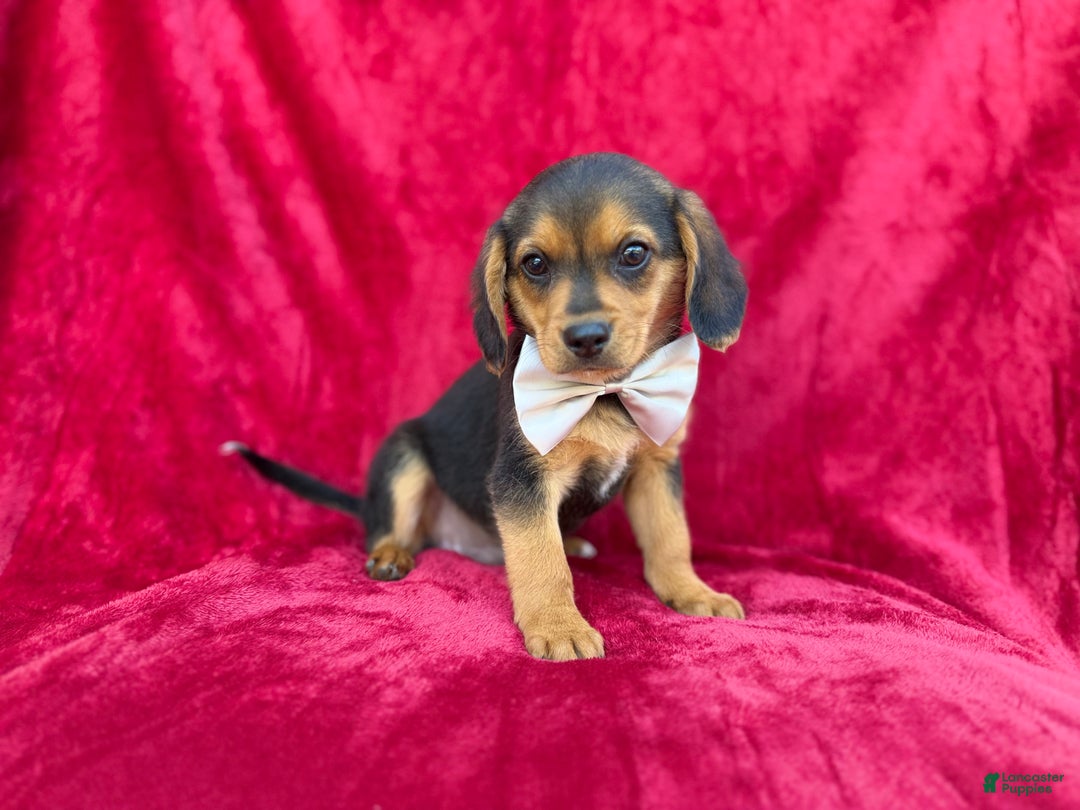 Beagle dogs for sale: Goose - Ad 4