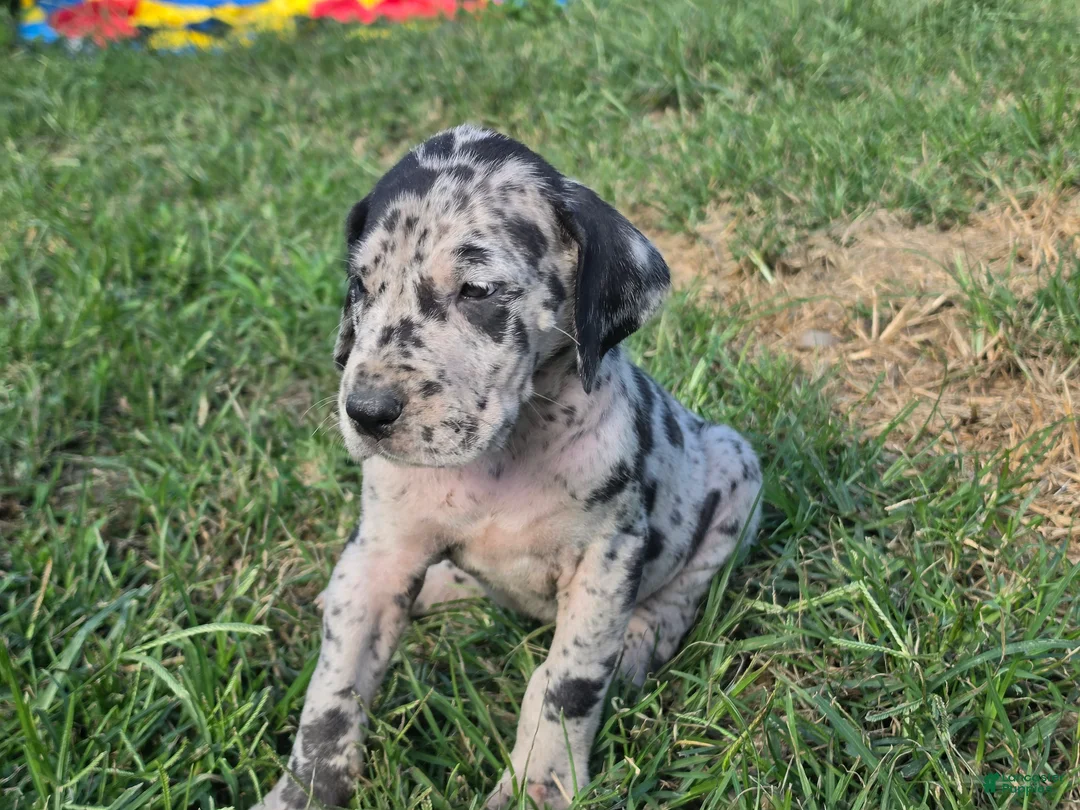 Great Dane dogs for sale: NovaLee - Ad 3