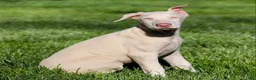 Doberman Pinscher dogs for sale: White Doberman Pinscher - Ad 3
