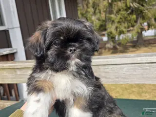 Mixed Breed dogs Clyde - Ad 2