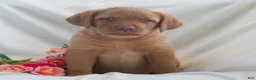Labrador Retriever dogs for sale: Jessica  - Ad 3