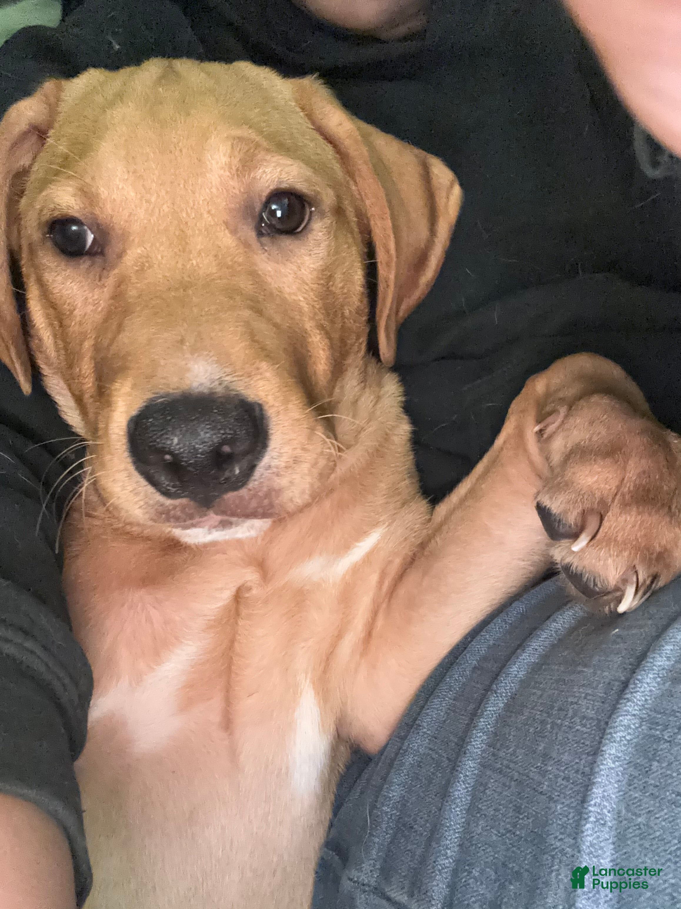 Mixed Breed dogs Mixed Breed 1 - Ad 27