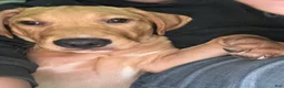 Mixed Breed dogs for sale: Mixed Breed 1 - Ad 1