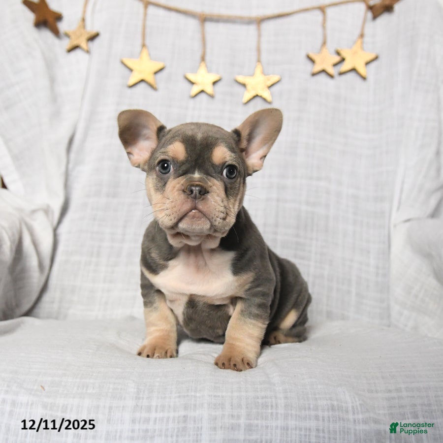 Frenchton dogs Jack  - Ad 27