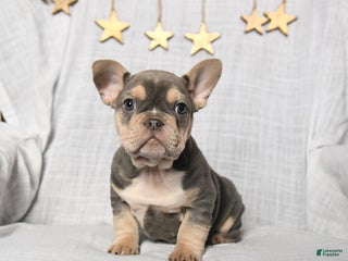 Frenchton dogs Jack - Ad 17