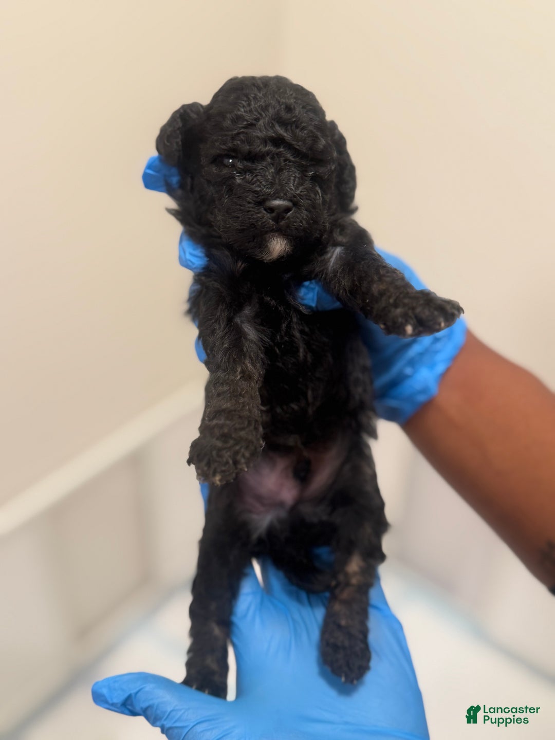 Mini Goldendoodle dogs for sale: Mini Goldendoodle ‘Jinx’  - Ad 1