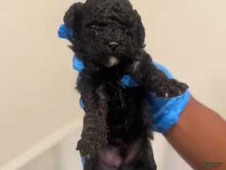 Mini Goldendoodle dogs Mini Goldendoodle ‘Jinx’ - Ad 3