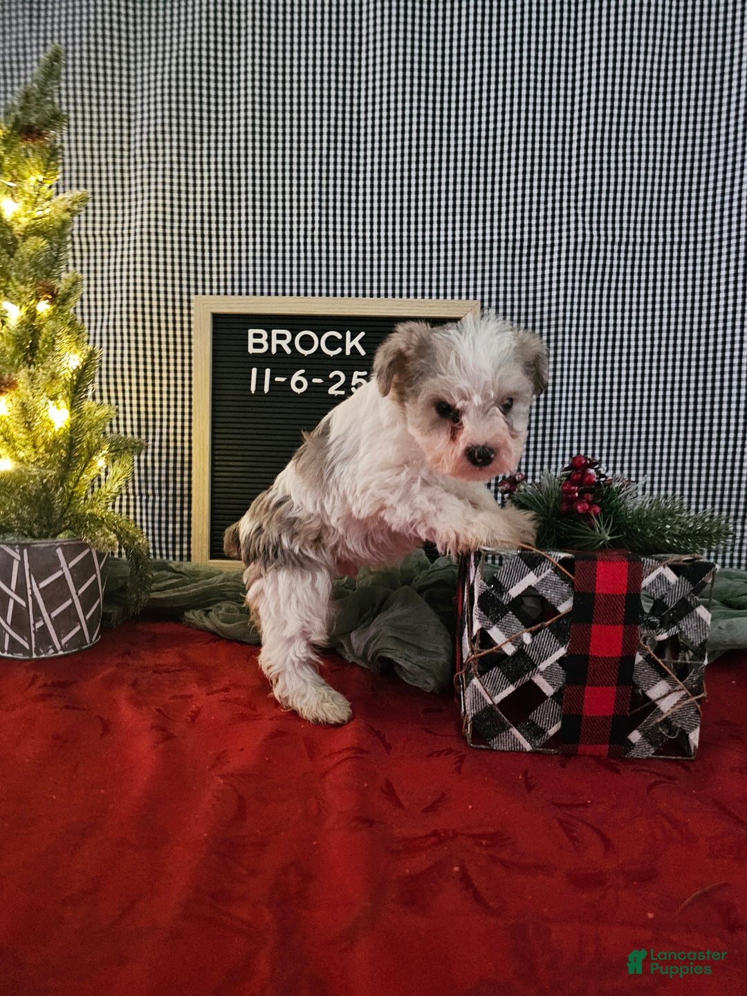 Miniature Schnauzer dogs for sale: Brock - Ad 4