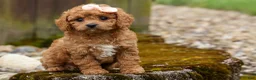Cavapoo dogs for sale: Veronica💖 - Ad 13