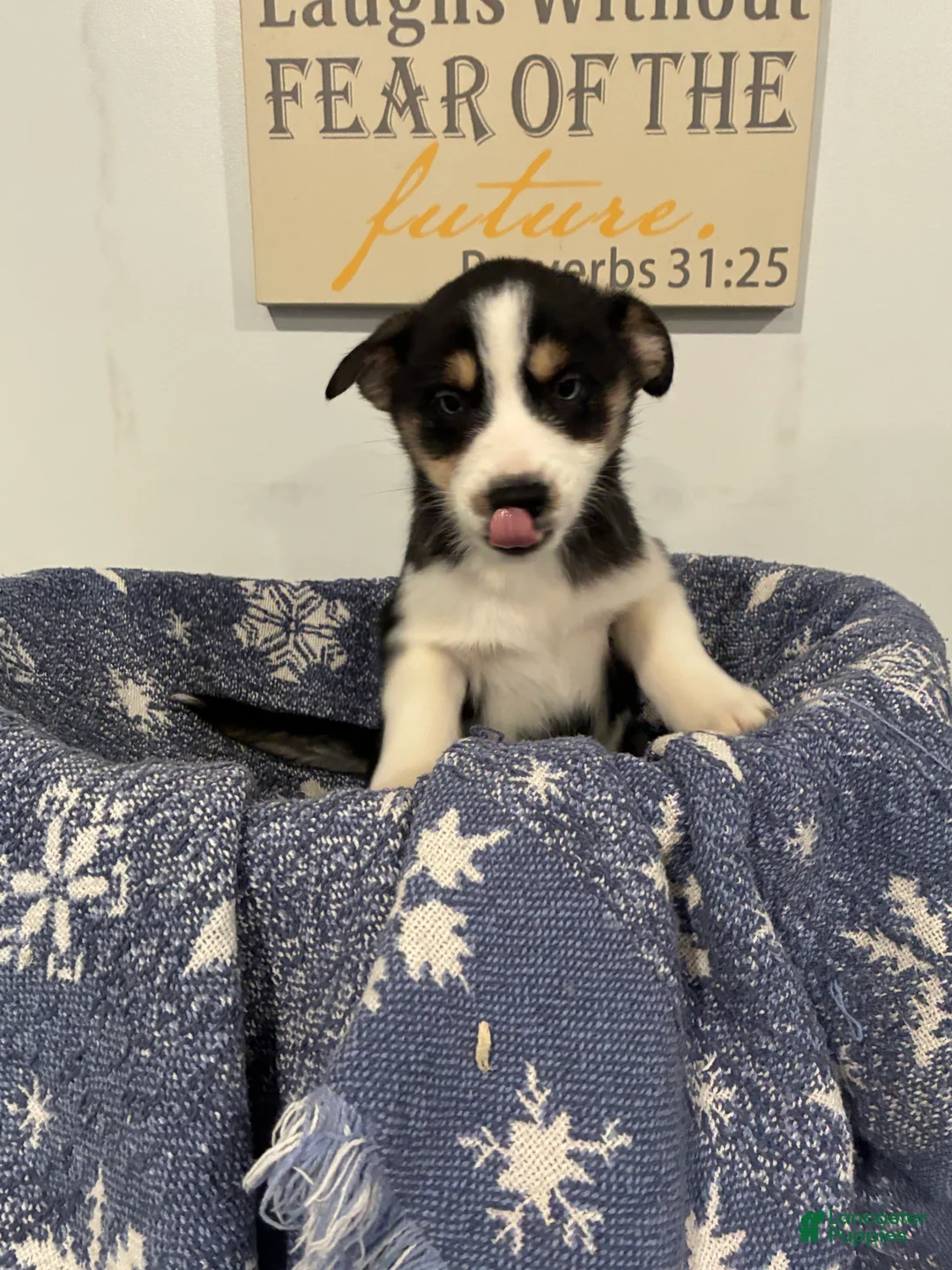 Mixed Breed dogs for sale: Mixed Breed Puppy 1 - Ad 9