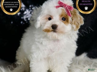 Maltipoo dogs - Ad 37