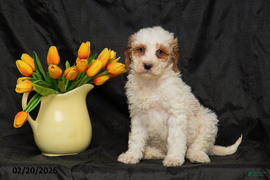 Mini Goldendoodle dogs Bonnie - Ad 2