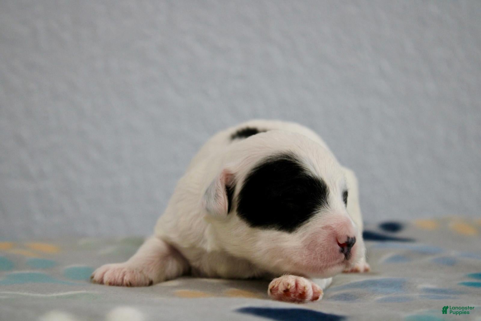 Mini Goldendoodle dogs for sale: Wade - Ad 2