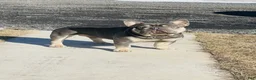 French Bulldog dogs for stud: Theo French Bulldog Stud - Ad 3