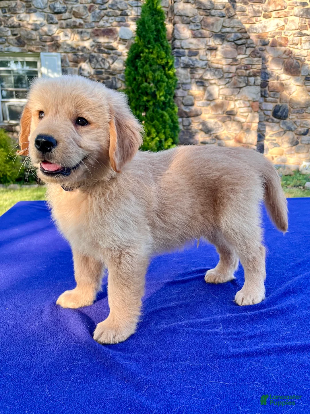 Golden Retriever dogs for sale: Chip - Ad 2