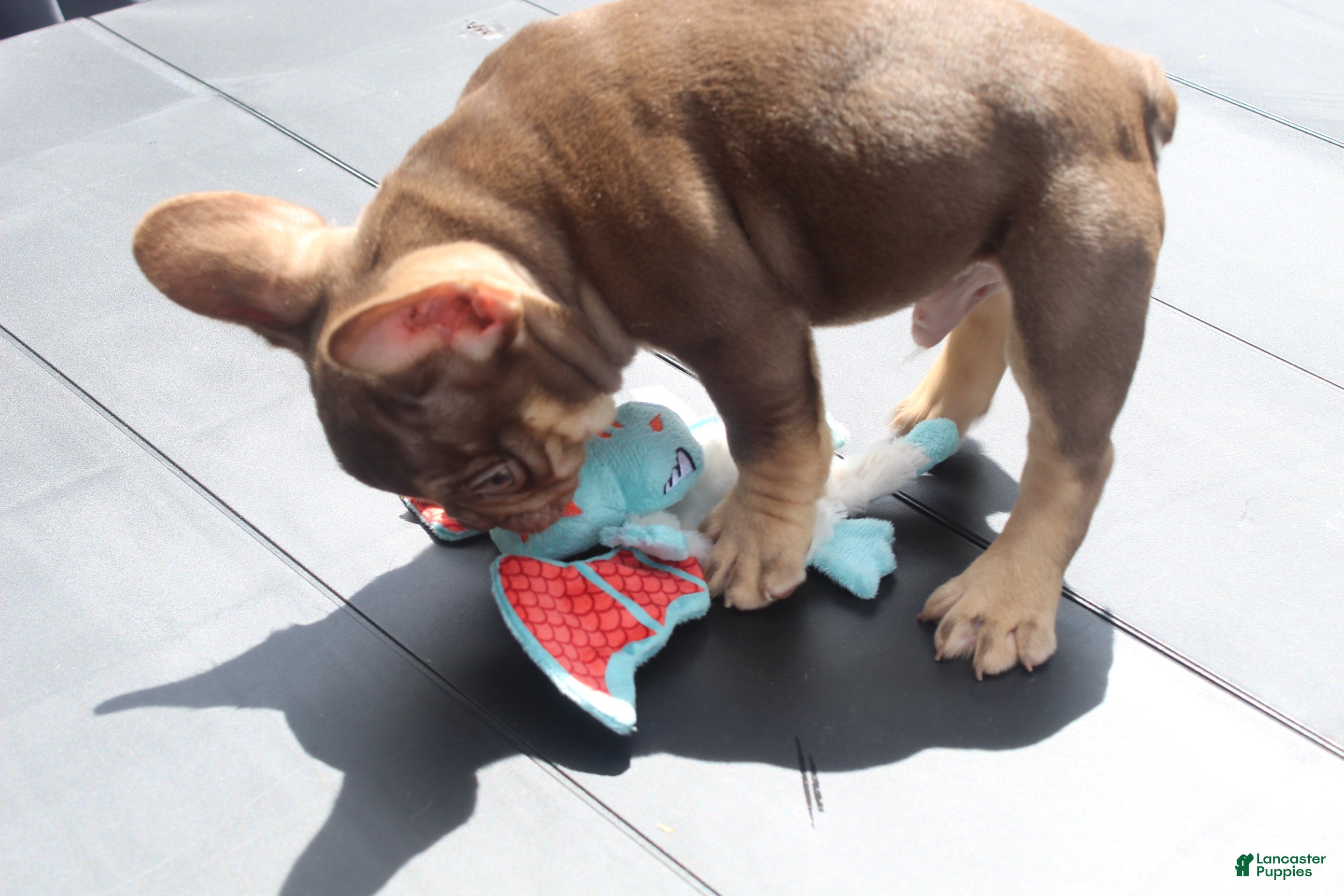 French Bulldog dogs PRIESTLY after MIRANDA from DEVIL WEARS PRADA - Ad 2