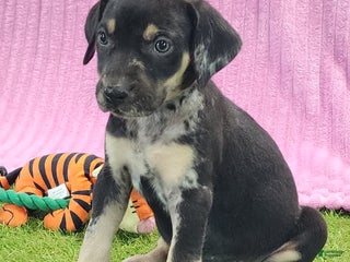 Catahoula Leopard Dog dogs Tess 2025 Female 4 - Ad 12