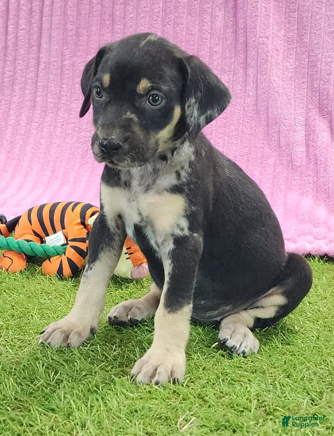 Catahoula Leopard Dog dogs for sale: Tess 2025 Female 4 - Ad 1