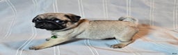 Pug dogs for sale: Francine - Ad 1