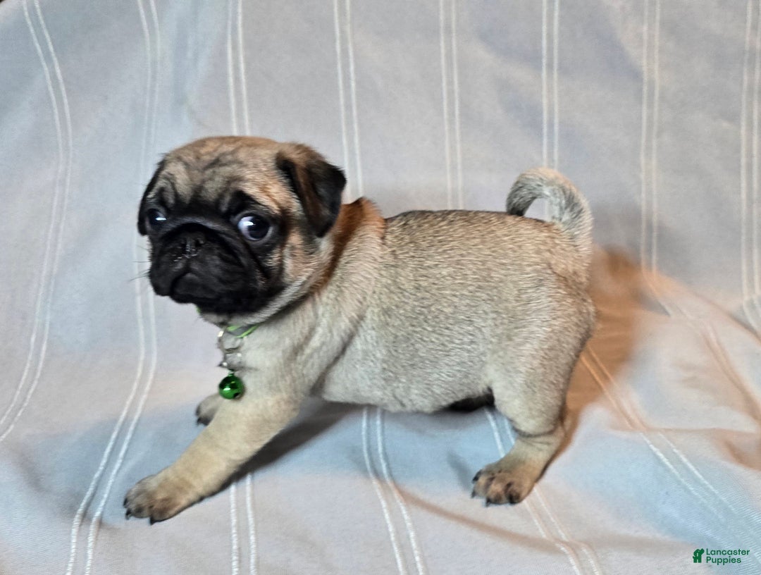 Pug dogs for sale: Francine - Ad 1