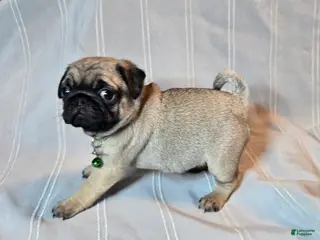 Pug dogs Francine - Ad 20