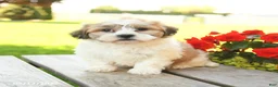 Teddy Bear dogs for sale: Kaison - Ad 5