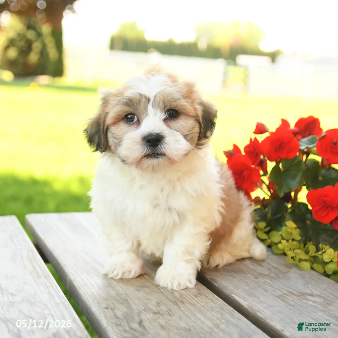 Teddy Bear dogs for sale: Kaison - Ad 5