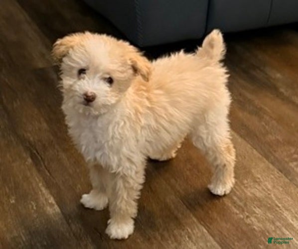 Pomapoo dogs Blanche - Ad 17