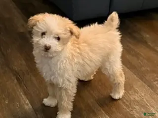 Pomapoo dogs Blanche - Ad 17